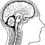 anatomy-2027131_1280