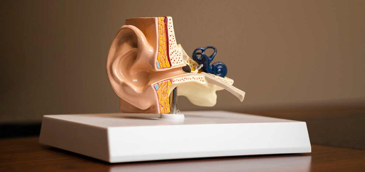 Przekrój ucha model - przyczyny szumu w uszach