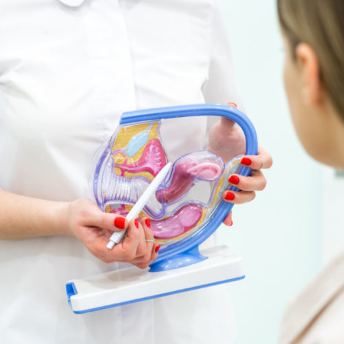 Lekarz ginekolog konsultuje pacjentkę z pomocą modelu anatomii macicy. Pierwsza wizyta u ginekologa