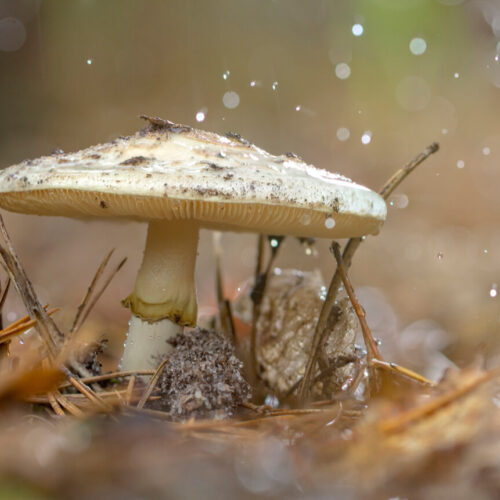 Trujący grzyb w deszczu. Uważaj na grzyby trujące. Wątroba może nie wytrzymać.