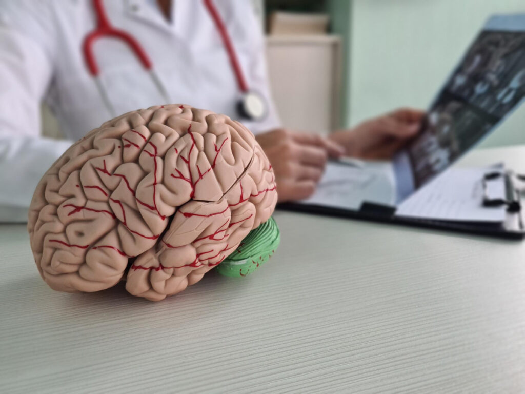 Model mózgu na biurku neurochirurga