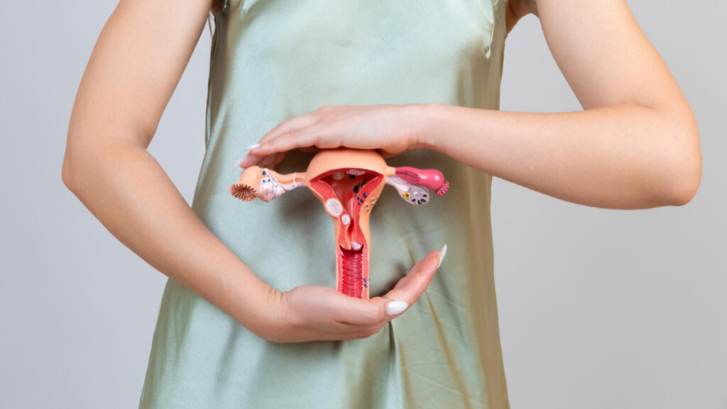 Kobieta z modelem narządów rodnych w dłoni
